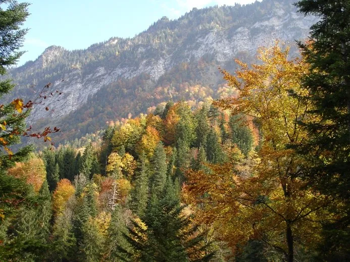 Unser schöner Wald